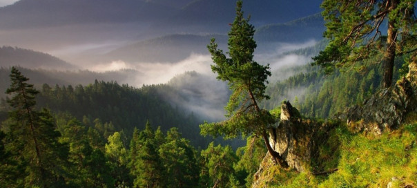 article_image_full